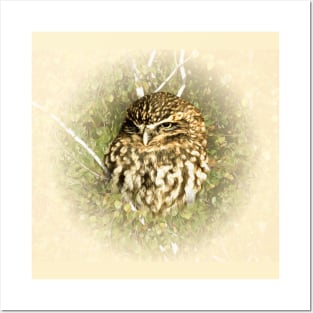 Little owl Posters and Art